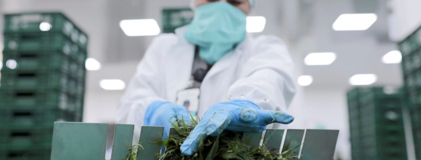 Cannabis company Acreage just cut 40 jobs following a strategic review, and it’s the latest sign of a tough environment for cannabis sellers